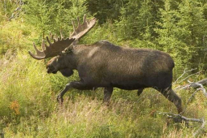 Яка максимальна швидкість гнізда? Яка максимальна швидкість гнізда?